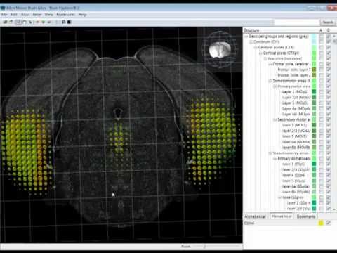 Tutorial: Brain Explorer® 3-D Viewer for the Allen Mouse Brain Atlas