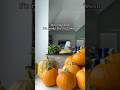 It’s July and I’m ready for Halloween with my pumpkin harvest