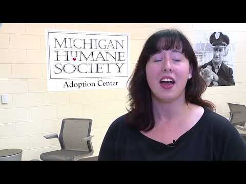 Video: Přijetí zvířat může brzy vyžadovat kontrolu v Michiganu