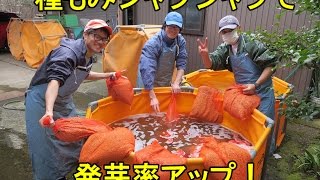 種籾を洗って発芽率を上げます。2017