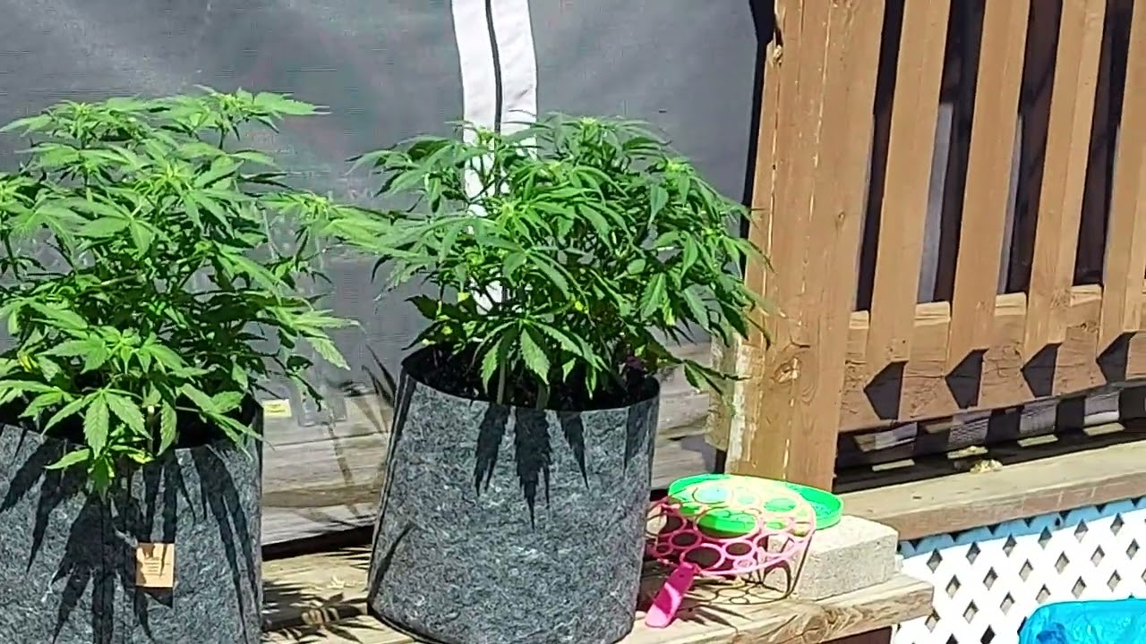 Let's watch these 3 auto blueberry n 1 girlscout cookies grow. Have a great weekend 😀👊💥