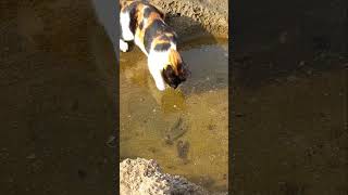 Cat fishing level 100 🐱🎣