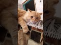 Кот #аборигенка
