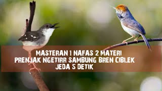 Masteran Mewah | Prenjak Ngetirr Sambung Bren Ciblek