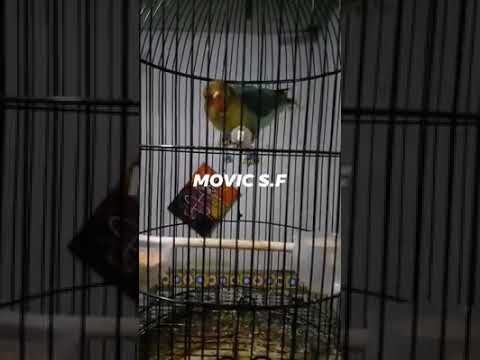LOVE BIRD WARNA BAGUS NGEKEK PANJANG. GRESIK 082235444432 
