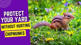 How to Get Rid of Chipmunks Safely From Your Yard