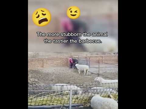 The stubborn animal.