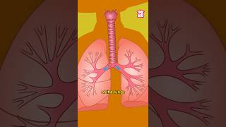 What causes Asthma to Develop? | World Asthma Day 2024 #shorts #worldasthmaday #drbinocsshow