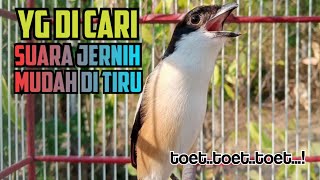 Cendet Gacor Pagi Siang Sore Toet Toet Suara Jernih Isian Mudah Di Tiru Cendet Lain Yg Mendengarnya