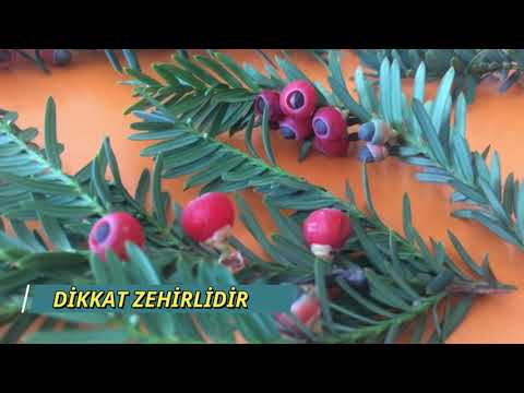 Video: Taxus Porsuk Çalıları - Porsuk Çalıları Nasıl Yetiştirilir