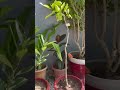 New plants #homegarden #garden #gardening #plants #mango #lemon #terracegardenindia #shorts #video
