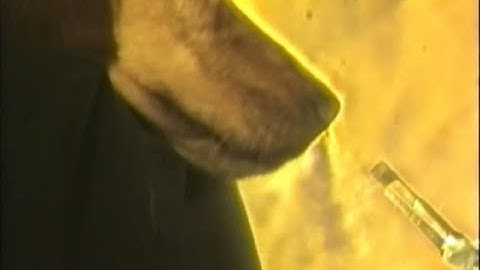 Flow Visualization Video Clips of Canine Olfaction