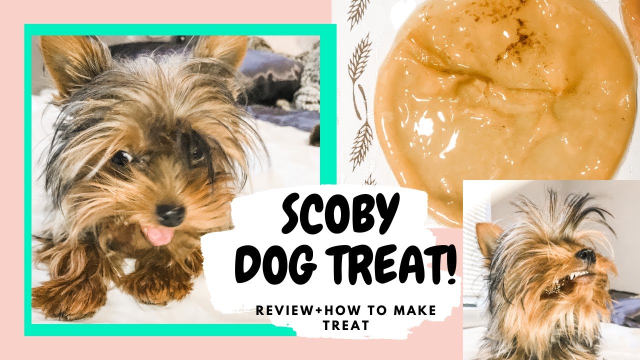Yorkie Scoby Dog Treats Plus review of dehydrator! YouTube