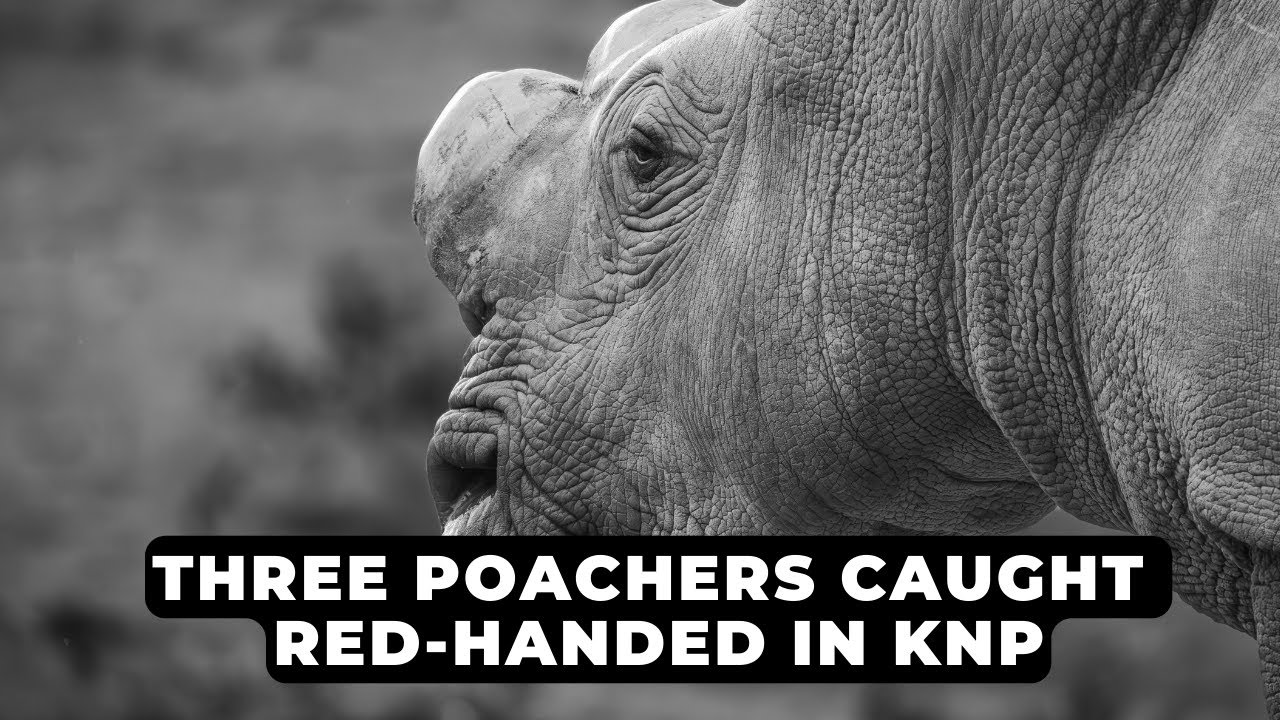 Three POACHERS caught redhanded in Kruger National Park NEWS IN A