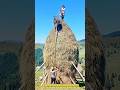 High-Stakes Harvesting: A Daughter’s Balance on a Mountain of Hay