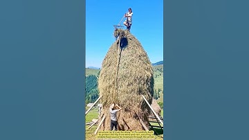 High-Stakes Harvesting: A Daughter’s Balance on a Mountain of Hay