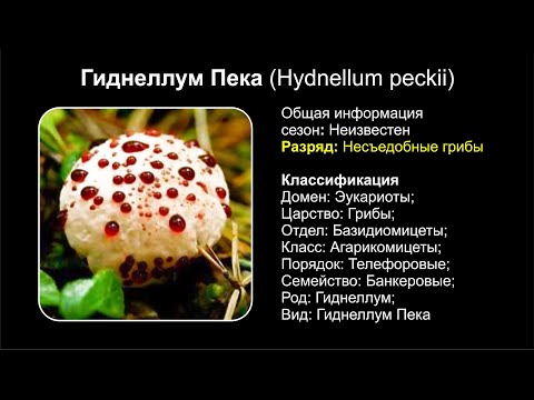 YouTube видео