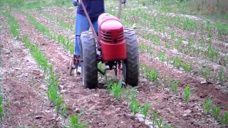 1951 David Bradley cultivating corn rows