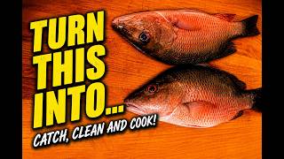 This was not what I was expecting! Snapper Catch and cook