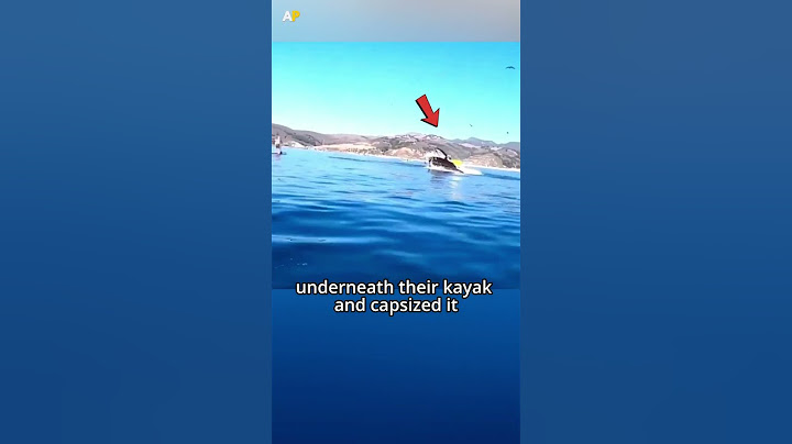 Kayaker Swallowed by a Whale 😨