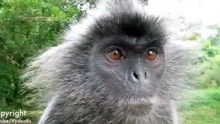 Details Polite Monkey Burp Update