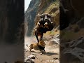 勇敢的牛Brave Bull