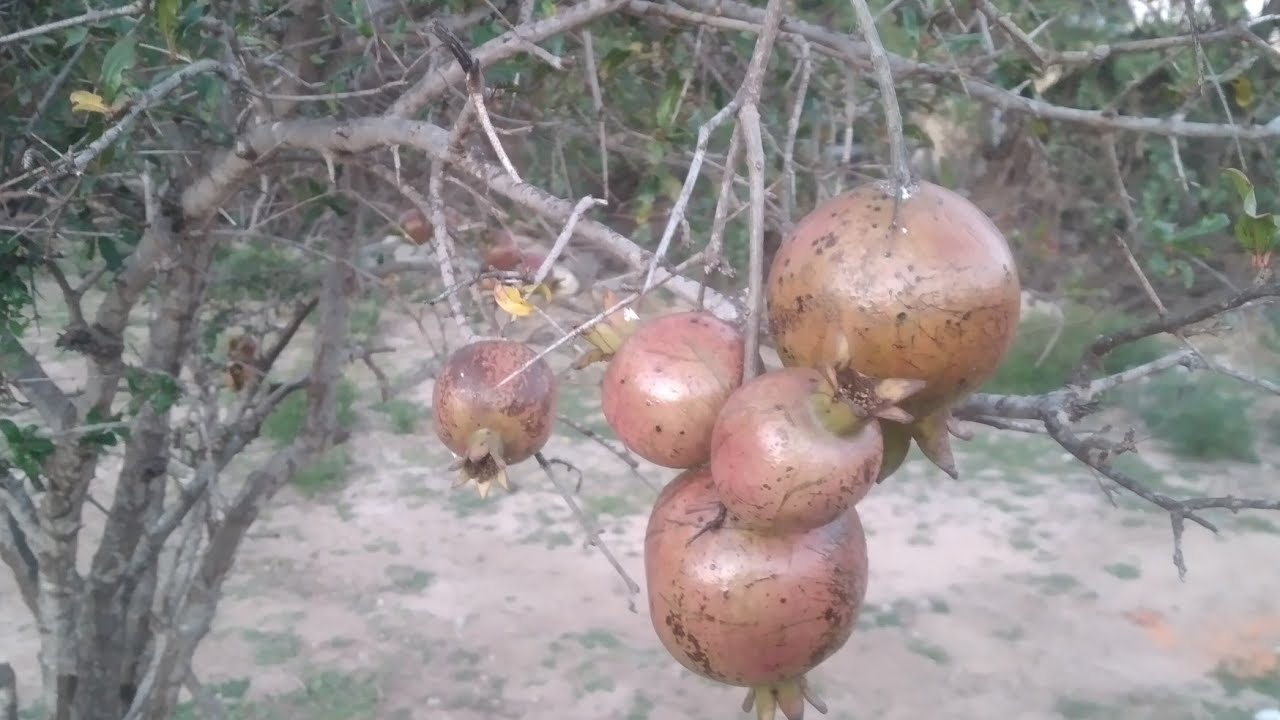 Ku Furo Albaabkasta oo kaa xidhnaa Furahan Insha Allah