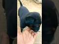Cute puppy tortoise and cock dosti  youtubeshorts shortstrending short   