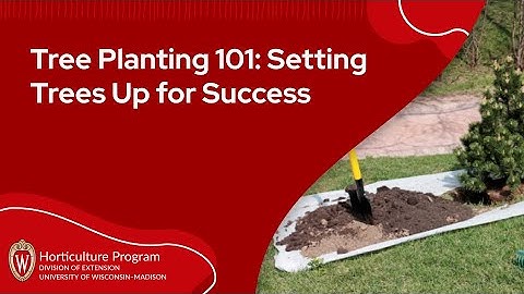 Tree Planting 101: Setting Trees Up for Success