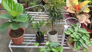 Monsoon Nursery visit. Plants and stands shopping with names and prices