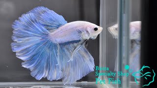 ベタ 熱帯魚 生体 ショーベタ グリッセル オス0803