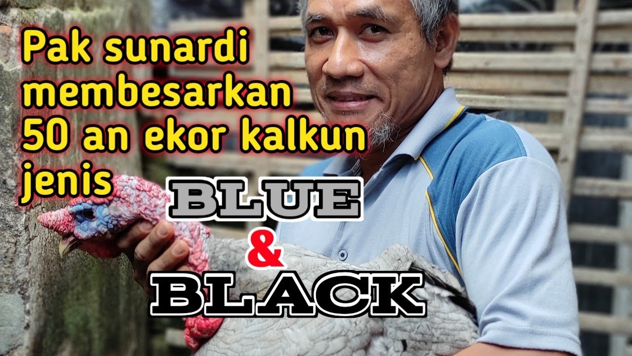 Pak sunardi memanfaatkan lahan sempit untuk pembesaran 50 ekor kalkun