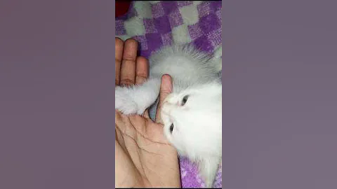 Video 11519941: persian cat kitty, persian funny kitty, persian cat love, cat cute love