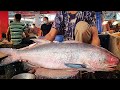 Giant INDIAN SALMON FISH Cutting By Expert Fish Cutter | Big Fish Cutting Skills