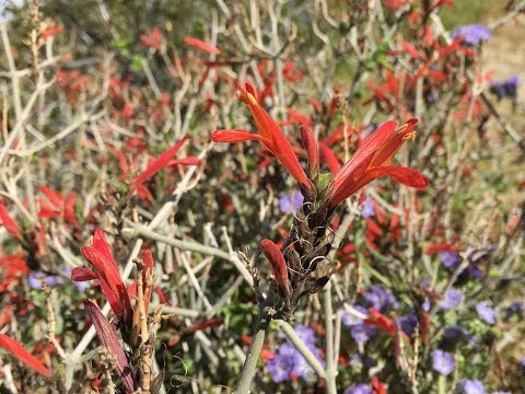 วีดีโอ: Mentzelia Blazing Star คืออะไร: ข้อมูลเกี่ยวกับ Mentzelia Wildflowers