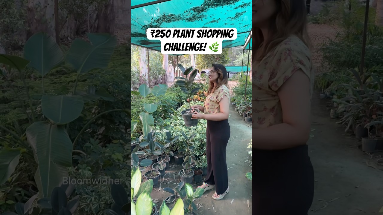 🌿 ₹250 Nursery Challenge | How Many Plants Can I Buy?