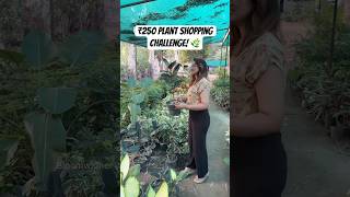 🌿 ₹250 Nursery Challenge | How Many Plants Can I Buy?#shorts #plants