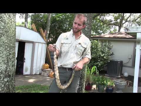 Venomous Snake Catcher, Cottonmouth - North Florida