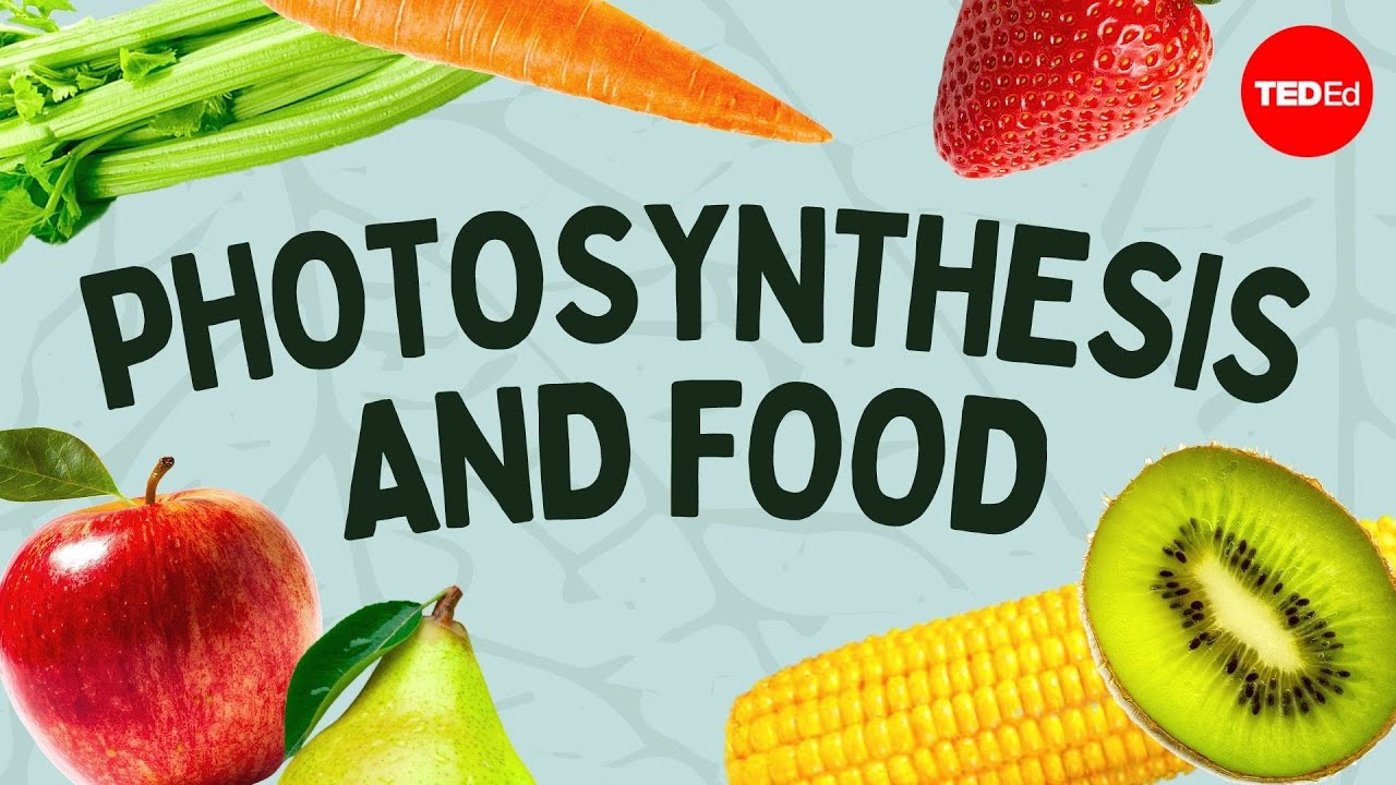The Simple Story Of Photosynthesis And Food - Amanda Ooten