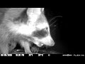 Raccoon feasting on leftover birdseed for the day 6/8/26