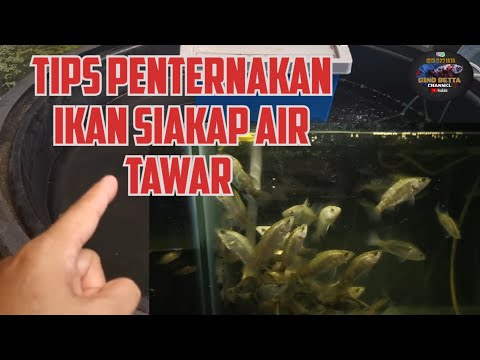 Video: Cara Menyediakan Aquarium Tangki Ikan Air Masin Anda