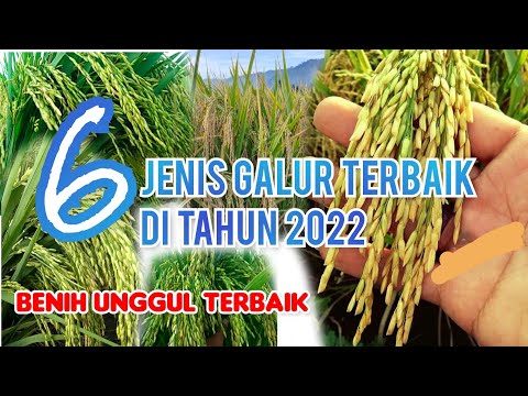 6 jenis Galur Terbaik di Tahun 2022