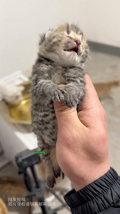 This poor kitten was abandoned by its stray mama cat and is dying #animals #cat #pets