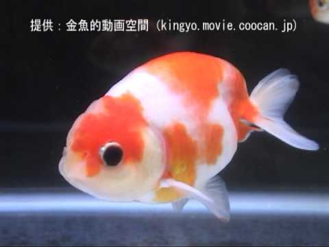 桜錦 第27回日本観賞魚フェア 埼玉県知事賞 北川辺金魚園持魚 Youtube