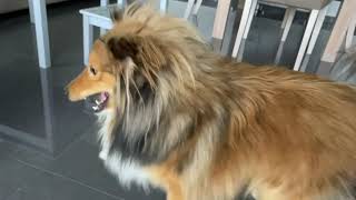 Sheltie puppy slow motion play by Collie Rough, Dutch goat and rabbit 1,584 views 2 years ago 4 minutes, 1 second