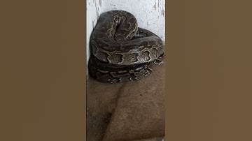 Giant Python snake in house  corner #shorts #snake #trending #shortvideo #animation #viral #short