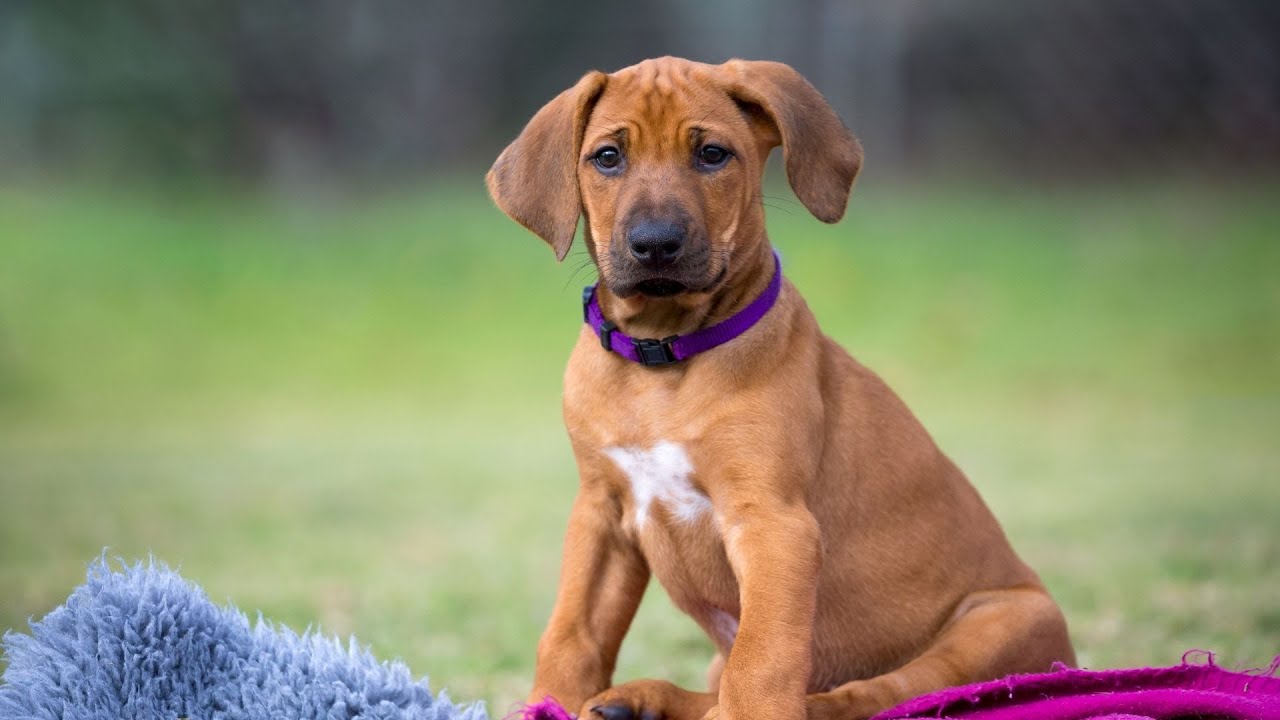 Rhodesian Ridgeback Community: Meetup Groups