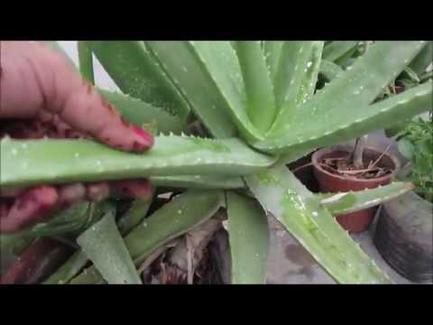 Easiest Way To Grow Aloe Vera In Pot Urdu Hindi Youtube