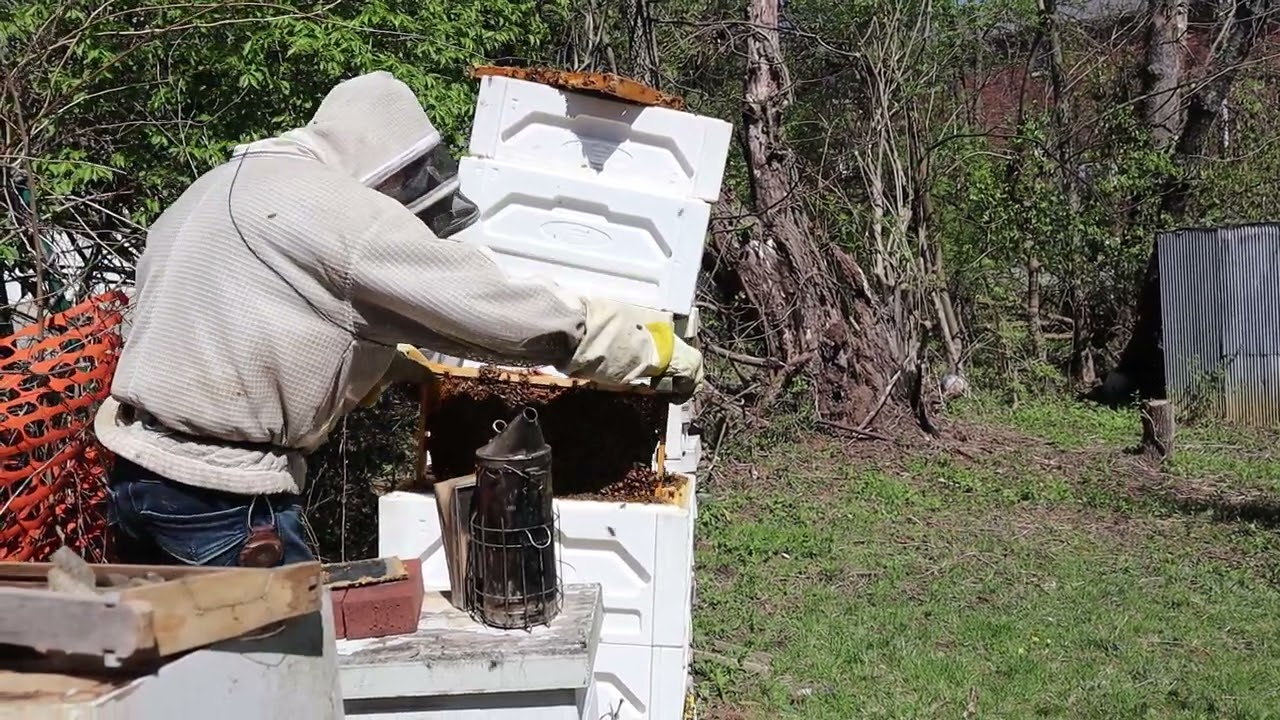 Встряхните пчел в стартере