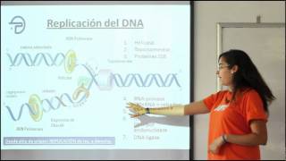 Anti e apoptóticos pró genes
